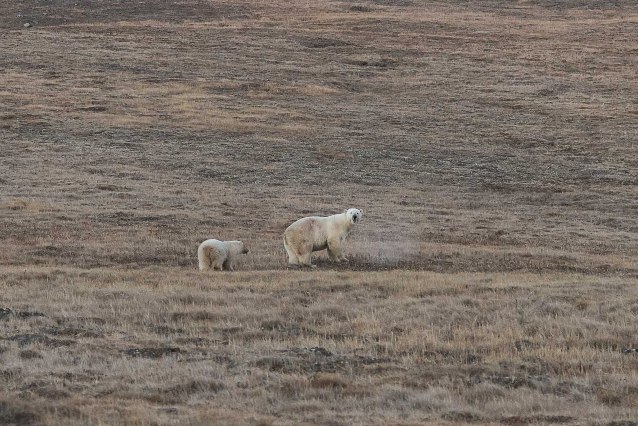 New Day: In una riserva naturale della &268;ukotka un orsetto &232; stato salvato da una lattina (FOTO)