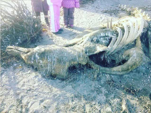 New Day: La carogna di uno strano animale spaventa gli abitanti di Sachalin (FOTO)