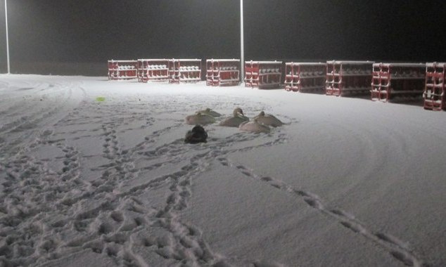 New Day: In una stazione di servizio &232; caduto uno stormo di cigni stremati (FOTO)