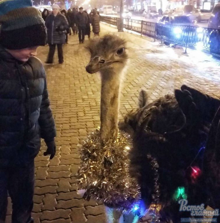 New Day: Per Rostov sul Don gira uno struzzo con ghirlanda e orpello di Capodanno (FOTO)