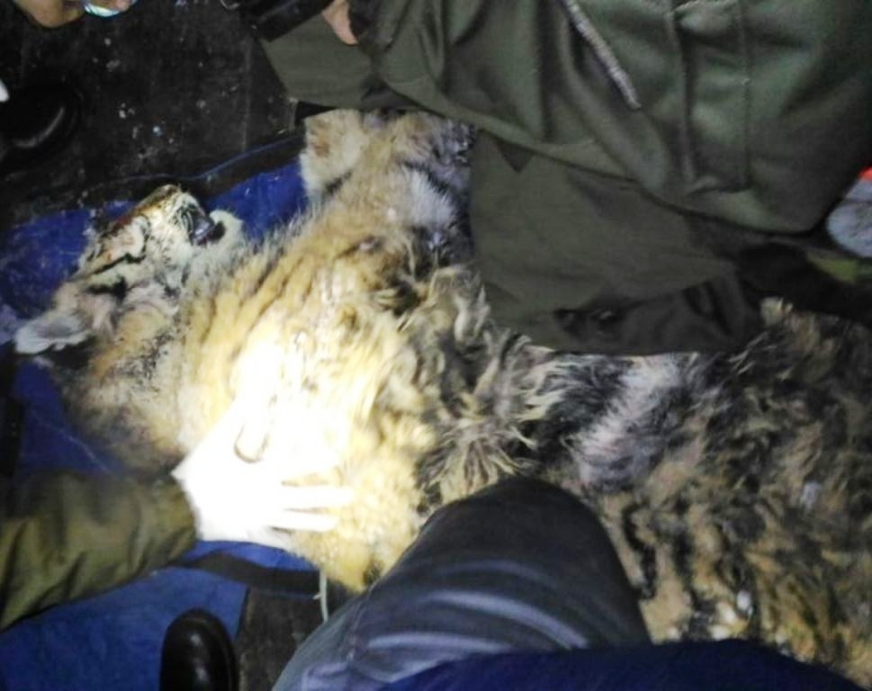 New Day: Tigrotto ferito trovato nel Primore (FOTO)
