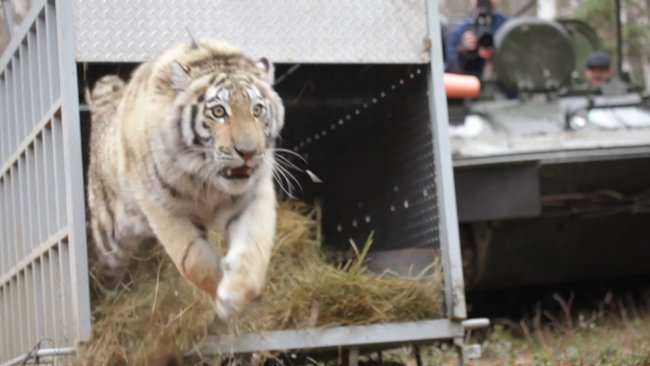 New Day: Lesperimento di ripopolamento delle tigri dellAmur in Estremo Oriente procede bene (VIDEO)