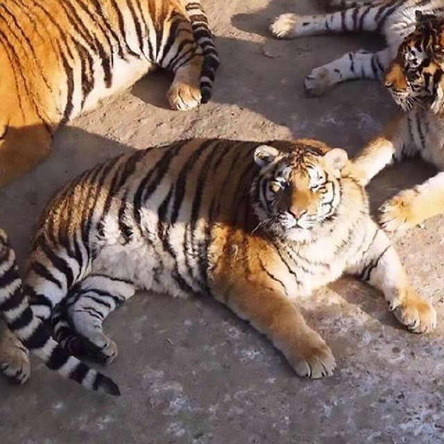 New Day: Il sovrappeso trasforma le tigri dellAmur in grassi gattoni domestici (FOTO)