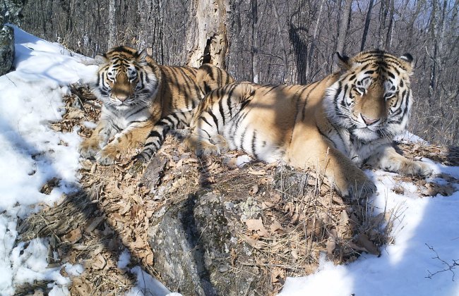 New Day: Lesperimento di ripopolamento delle tigri dellAmur in Estremo Oriente procede bene (VIDEO)