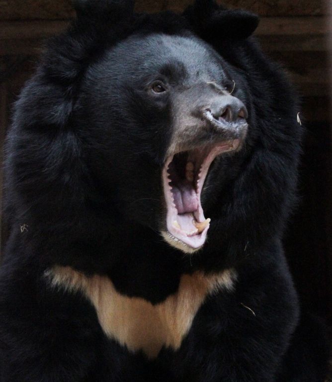 New Day: Negli Urali per il secondo anno consecutivo gli orsi si risvegliano troppo presto (FOTO)