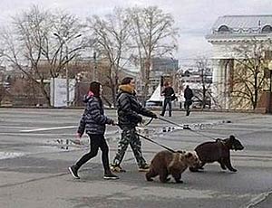 Nel regno degli orsi (FOTO, VIDEO) / In Russia sempre più spesso gli orsi aggrediscono uomini