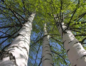 In arrivo le betulle geneticamente modificate / Boschi transgenici forniranno più legno e linfa
