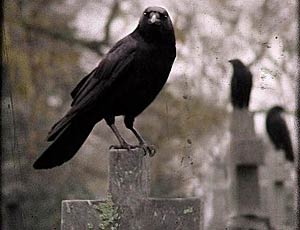 Una misteriosa morìa di cornacchie / Centinaia di uccelli morti nel cimitero di Taganrog