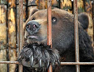Dramma nel Daghestan: orso morde bambino. Amputato il braccio