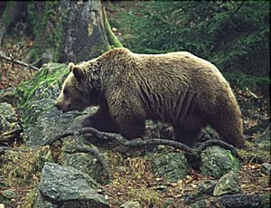 Fuga di massa degli orsi bruni dalla Russia
