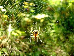 Scienziati italiani inventano la tela di ragno anticaduta per aerei