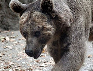In Russia l'orso bruno si riscopre cameraman (VIDEO)