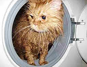 Impunità per ragazzi che hanno centrifugato un gatto in lavatrice (VIDEO)