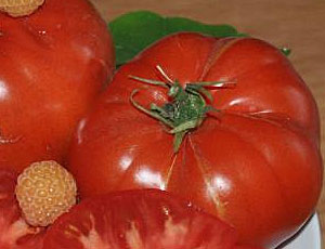Russia: sviluppata una nuova varietà di pomodori «Vova Putin» / I pomodori sono facili da coltivare anche nelle condizioni climatiche più difficili