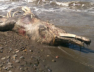 I resti di una creatura pelosa non identificata rinvenuti sulla riva di Sakhalin (FOTO)