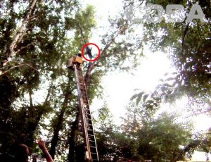 Un uomo si arrampica in cima a un albero…per salvare la figlia del presidente (FOTO, VIDEO) / Con grande fatica i soccorritori lo fanno scendere