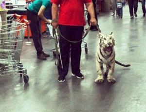 Una tigre girava all'interno di un negozio a Kaluga