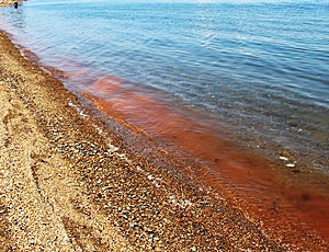 La risacca color arancione sulle spiagge di Vladivostok ha spaventato i turisti (FOTO) / Un'alga particolare s'illumina nel buio