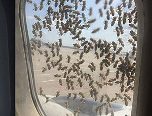 In un aeroporto di Mosca uno sciame di api aggressive ha attaccato un aereo (FOTO)