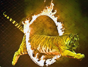 Una tigre scappa durante uno show circense