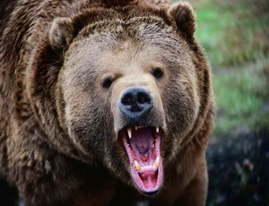Nella regione di Khabarovsk un orso ha aggredito un deputato (FOTO)