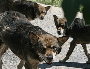 Allarme in Russia: i cani randagi aggrediscono bambini piccoli / Ogni anno su scala nazionale dai denti dei cani muoiono circa 35 persone