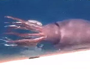Il calamaro gigante ha strappato le reti dei pescatori russi (VIDEO)