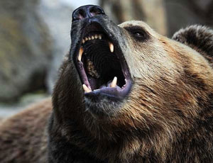 Nell'Estremo Oriente russo un orso ha fatto a pezzi un pescatore