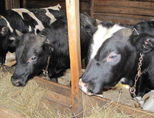 In Siberia creato un solarium per le mucche