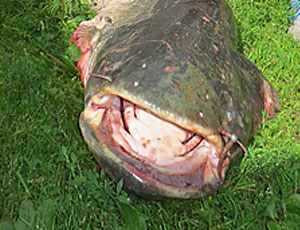 Una grande pescata a Pskov: pesce siluro da 44 chili (FOTO)