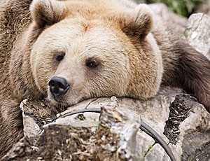 A Sachalin arrestati i sadici che hanno investito un orso otto volte (VIDEO) / Ora rischiano il carcere per maltrattamento degli animali