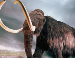 Negli Urali un uomo ha trovato una zanna di mammut nella propria cantina