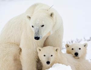 Russia e altri quattro paesi uniscono le forze per salvare gli orsi polari