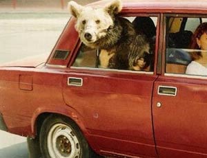 Negli Urali orsi vengono trasportati sui sedili posteriori delle auto (VIDEO) / Il codice della strada non lo vieta