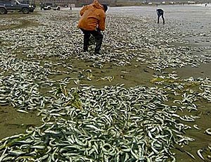 Decine di tonnellate di sardine agonizzanti sulle rive dell'Estremo Oriente russo (FOTO, VIDEO) / La gente del posto non va a «pescare» con le canne, ma con secchi