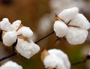 Le autorità locali costringono i contadini uzbeki a incollare il cotone appena raccolto… / Per dimostrare al premier in visita…l'abbondanza del raccolto