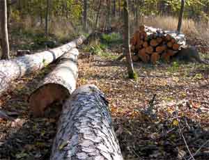 L'impennata dei prezzi del gas costringe gli ucraini al disboscamento selvaggio per far legna da ardere / Si tagliano alberi a Černobyl' e nelle aree protette