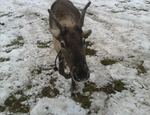 Rubata la renna del Babbo Natale degli Urali (FOTO)