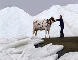 Drammatico salvataggio di una mucca finita in un buco nel fiume ghiacciato (FOTO)