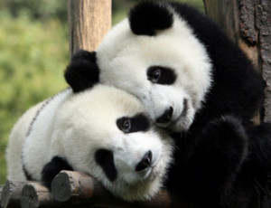 Gli scienziati cinesi hanno decodificato il linguaggio dei panda