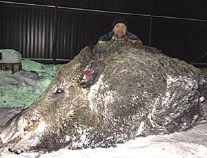 Un cinghiale da record ucciso negli Urali: pesa mezza tonnellata (FOTO, VIDEO)