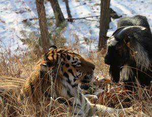 Nell'Estremo Oriente russo un caprone ha fatto amicizia con una tigre (FOTO, VIDEO)