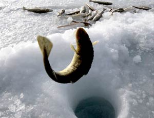 Pesca subglaciale senza canna (VIDEO) / Nella penisola di Sakhalin ora i merlanghi saltano fuori dai buchi nel ghiaccio nelle mani dei pescatori