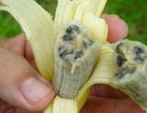 Il «killer di banane» ha colpito le piantagioni in tutto il mondo / Finora il parassita per ora non ha intaccato le piantagioni in America, ma è solo una questione di tempo