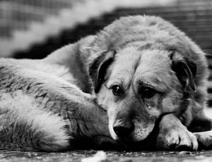 Ucraina: un cane randagio salva una ragazza investita e abbandonata morente in un bosco