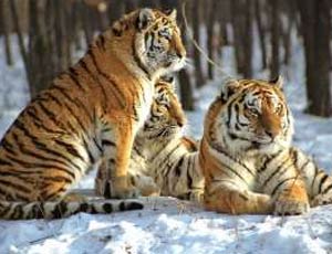 Scienziati russi sono riusciti a far riprodurre la tigre dell'Amur (VIDEO) / Una predatrice dell'area protetta di Bastak ha dato alla luce cuccioli