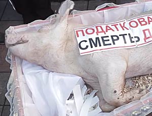 Una bara con carcassa di maiale davanti alla sede del Parlamento ucraino (VIDEO) / Una singolare protesta di agricoltori ucraini