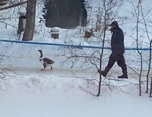 Un siberiano a spasso con l'oca ha incuriosito gli internauti (VIDEO)