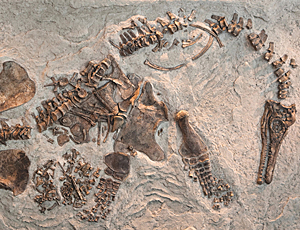 In Russia trovato lo scheletro di un antico rettile marino con cinque dita