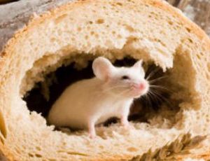 Saratov: chiuso il panificio che ha cotto un ratto dentro una pagnotta di pane (FOTO)